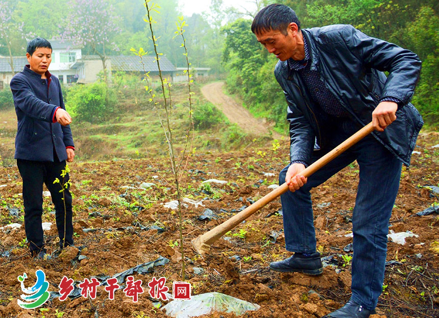 張洪華（右）和駐村干部在對皂角樹進(jìn)行田間管護(hù).jpg