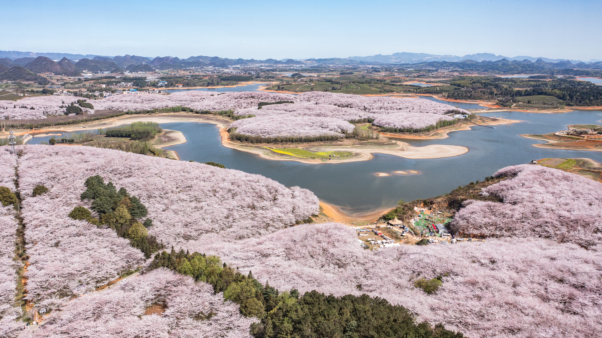 高峰鎮(zhèn) 櫻花園內(nèi) 2.4 萬(wàn)畝櫻花迎來(lái)盛花期，花團(tuán)錦簇，蔚為壯觀，吸引了全國(guó)各地游客前來(lái)賞花。新華社發(fā).jpg